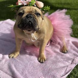 French Bulldog All Grown Up from Maier Kennels