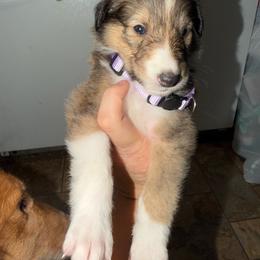 Maggie - Sable and white female Collie puppy in Roanoke, West Virginia from Rustic ridge collies