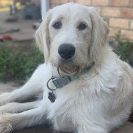 Oakley - Labradoodle