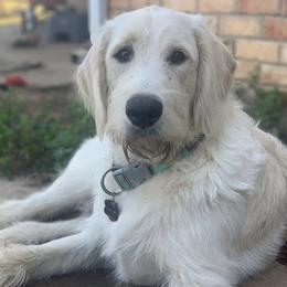 Oakley - Labradoodle
