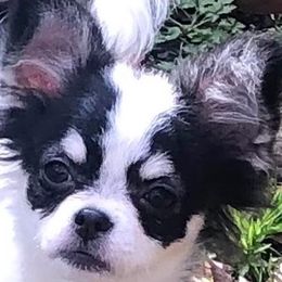 Maggie - Chihuahua