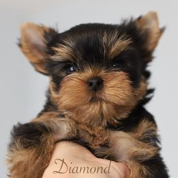 Taras - Blue and gold male Yorkshire Terrier puppy in Placerville, California from Diamond Springs Kennel