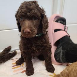 Green collar, Otto - Brown male Poodle puppy in Colorado Springs, Colorado from Silly's Standard Poodles