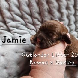 Boy 1 Jaimie - Sable male Cocker Spaniel puppy in Morristown, Tennessee from Down in the Holler