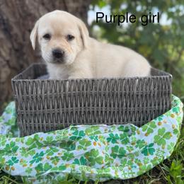 Purple girl - Yellow female Labrador Retriever puppy in Corning, California from Raven's Labradors