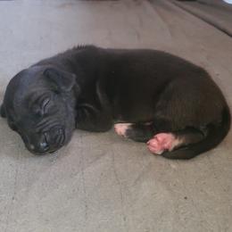 Great Dane puppies from Dori's Danes