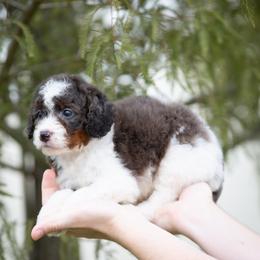 Luigi - Blue merle male Aussiedoodle puppy in Jacksonville, Florida from Lolo’s Aussiedoodle