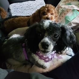 Poodle All Grown Up from M & M Poodles