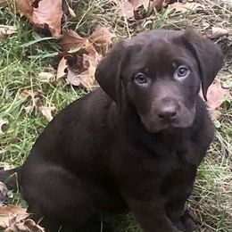 Girl 2 - Chocolate Dilute Retriever puppy in Branchland, West Virginia from Slone's Silver Creek Labradors