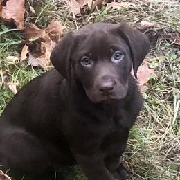 Girl 2 - Chocolate Dilute Retriever puppy in Branchland, West Virginia from Slone's Silver Creek Labradors