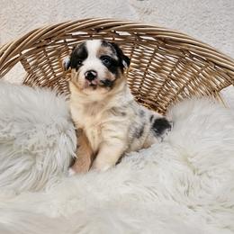 Earl Grey - Blue merle male Australian Shepherd puppy in California from Skiba Aussies