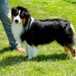 Australian Shepherd puppies from Silverstone Kennel