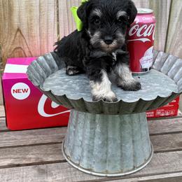 Green boy - Black and silver male Miniature Schnauzer puppy in Garrison, Texas from RNH Schnauzers