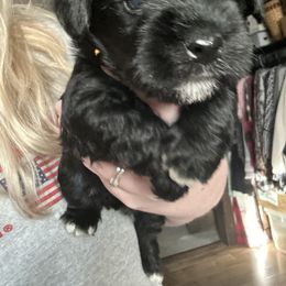 Puppy 2 - Black female Miniature Schnauzer puppy in Morehead, Kentucky from Stevens Mini Schnauzers