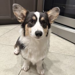 Juniper - Pembroke Welsh Corgi