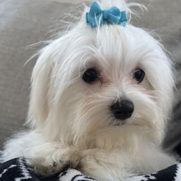 Maltese puppies from Happy Tail Yorkies and Maltese