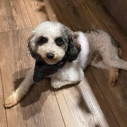 Walt - Bernedoodle