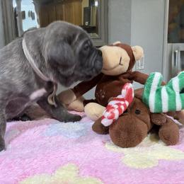 Cane Corso and Lowchen Puppies from High Royal Kennel