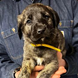 H.D Yellow Boy - Brindle male Anatolian Shepherd Dog puppy in Frenchtown, Montana from Apex Anatolians