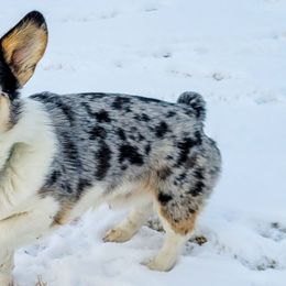 American Corgis from DK Coal Country Corgis