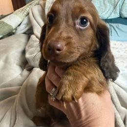 Bear - Chocolate and tan male Dachshund puppy in Chillicothe, Ohio from Brittney's Dachshunds