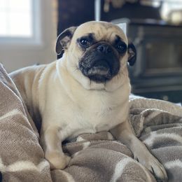 Willow - Pug