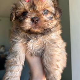 Girl 4 sable pink bow - Sable female Shih Tzu puppy in Marion County, Tennessee from Jenkins Puppy Paradise