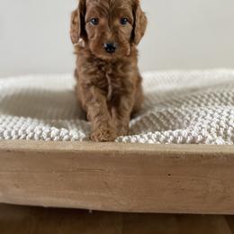 Bernedoodle, Goldendoodle, and Poodle Puppies from Central Valley Canine Companions