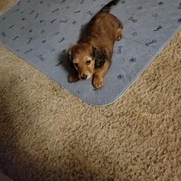 Dachshund Puppies from CLARK'S BREEDING PROGRAM