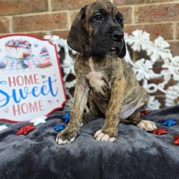 Umbridge - Brindle female Great Dane puppy in Arlington, Texas from Scoober Danes