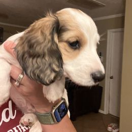 Dachshund Puppies from Monica’s Treasured Dachshunds