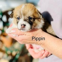Pippin - Red male Pembroke Welsh Corgi puppy in Grenada, California from California Corgi Butts