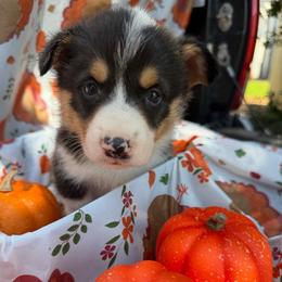 Blue - Black and tan male Pembroke Welsh Corgi puppy in Dobson, North Carolina from Clover S Farm