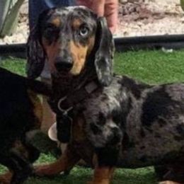 Dachshunds from Estrella's Dachshunds
