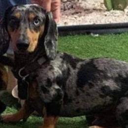 Dachshunds from Estrella's Dachshunds