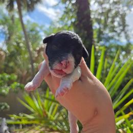 Mr. Wallen - Parti male Poodle puppy in Gainesville, Florida from Alyssa Xxweetdoodles