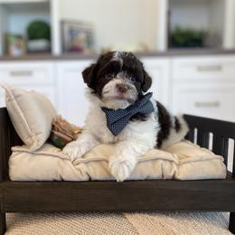 Bernedoodle, Cavapoo, Havanese, and Havapoo Puppies from Lady Paws Puppies - Cassie