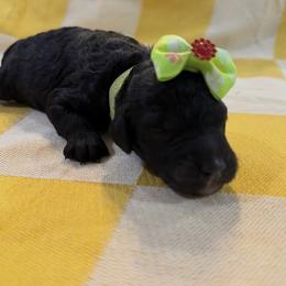 Honor - Black female Goldendoodle puppy in Camden, North Carolina from Oopsie Doodles of NC