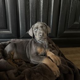 Shadow - Blue and rust male Doberman Pinscher puppy in Brookfield, Wisconsin from Haus of Hound