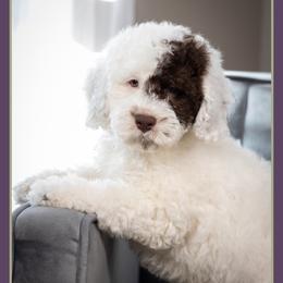Cousin - Brown and white male Cockapoo puppy in Connersville, Indiana from Deaz Doodle Ranch