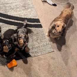 Dachshund All Grown Up from Karmas Dachshunds