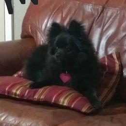 Tinta - Pomeranian