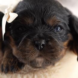 Millie Mae - Black and tan female Cavalier King Charles Spaniel puppy in Greensboro, North Carolina from Hyde Park Cavaliers
