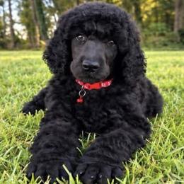 ( Admiral) Red Collar Male - Blue male Poodle puppy in Screven, Georgia from Dreamland Standard Poodles