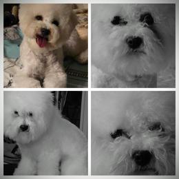 Dreamer - White male Bichon Frise puppy in Apple River, Illinois from Barb's Bichons Bichonfrise.ws
