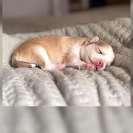 Girl 3 - Red and white female Pomsky puppy in Grass Valley, California from Karalot Pomskies