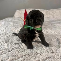 Gabriel - male Aussiedoodle puppy in Utica, Ohio from Poodle Me Crazy
