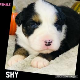 Miniature Australian Shepherd Puppies from Barnyard Aussies