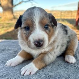 Rhett - Blue merle male Australian Shepherd puppy in Preston, Idaho from KC Bar Ranch Aussies