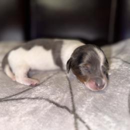 Dachshund Puppies from Sweet Peach Minis